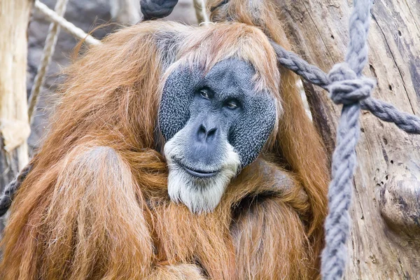 stock image Old Orang