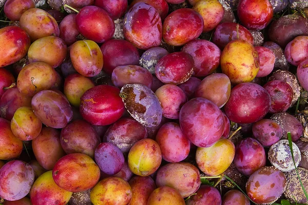 stock image Forgotten rotten plums