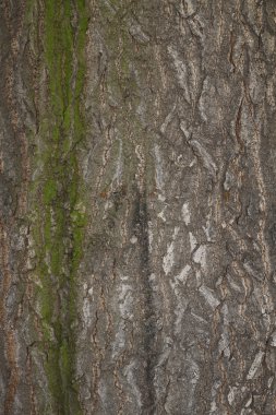 Background chestnut tree bark clipart