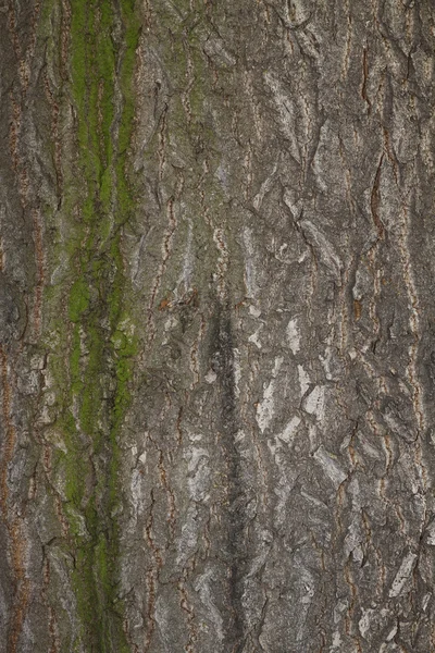 背景の栗の木の樹皮 — ストック写真