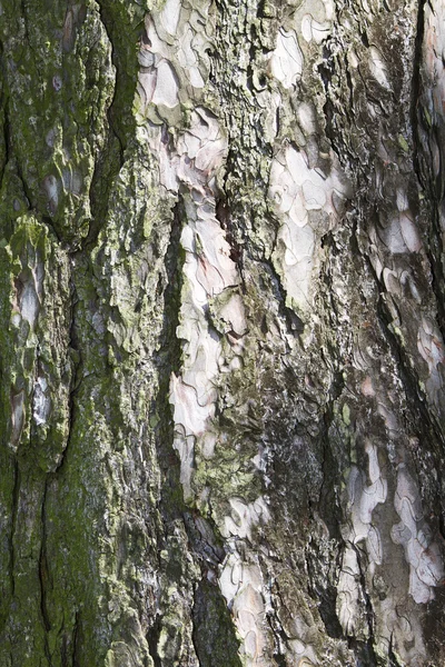 背景の松の樹皮 — ストック写真