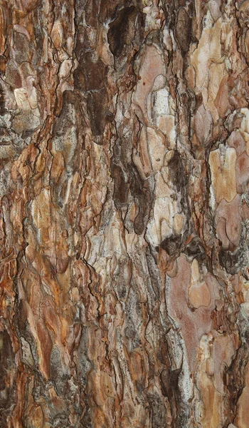 バック グラウンドのトウヒの樹皮 — ストック写真