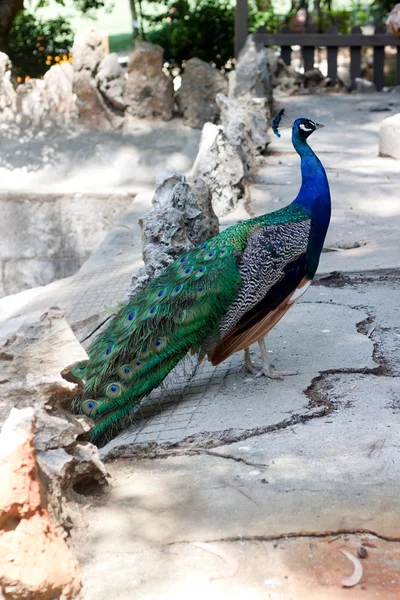 stock image Peacock