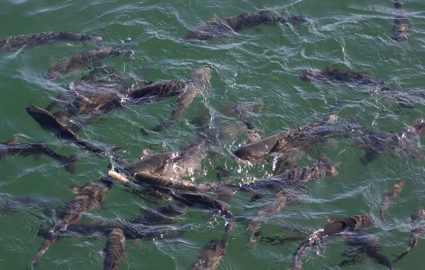 stock image Many fishes in the water