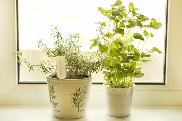 stock image Rosemary and lemon balm