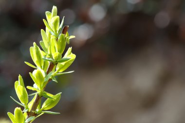 Bahar yeşil dal ile natürmort