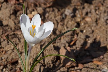 Crocus chrysanthus - krem Güzellik