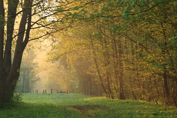 stock image Early morning forest