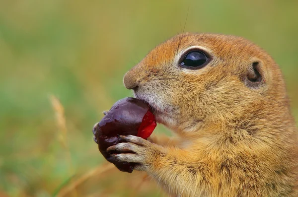 stock image Kissy...