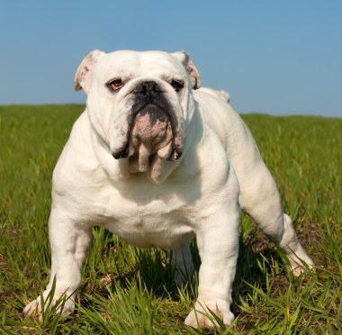 İngilizce Bulldog