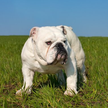 erkek İngilizce bulldog