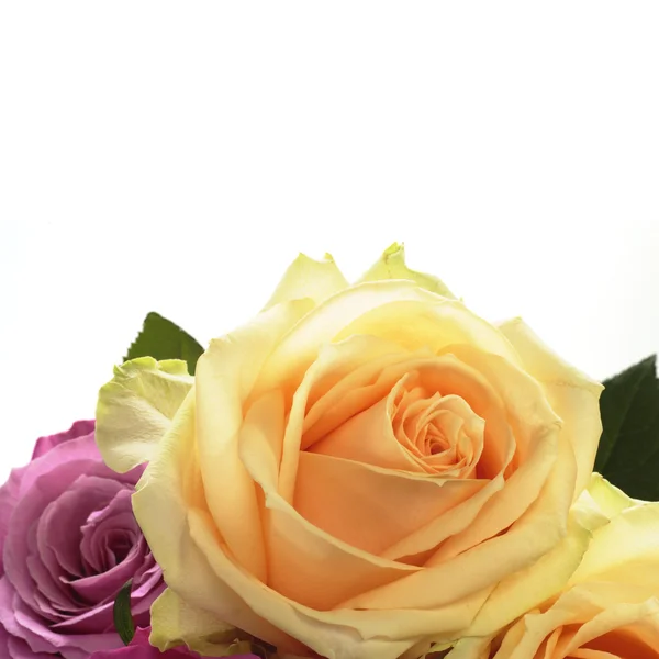다채로운 로즈 — 스톡 사진