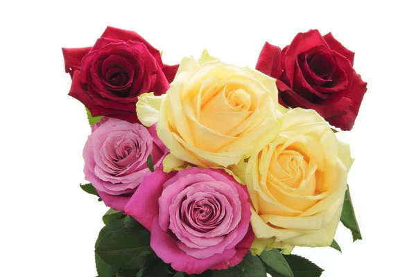 Kolorowe róża — Zdjęcie stockowe