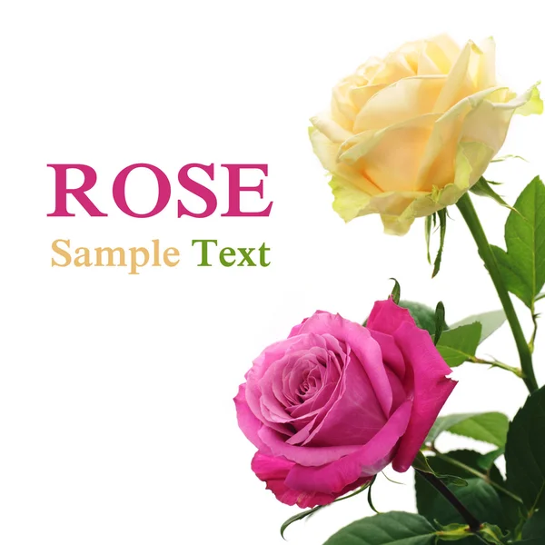 Färgglada rose — Stockfoto