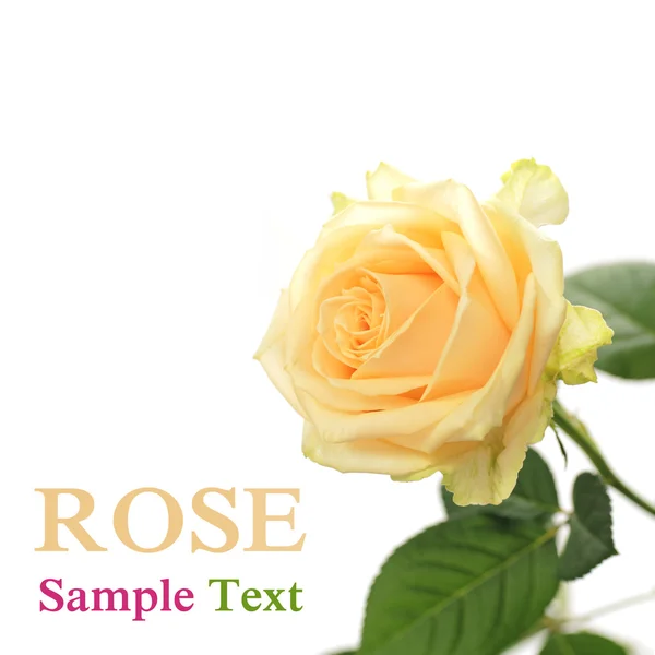 Rosa colorida — Fotografia de Stock