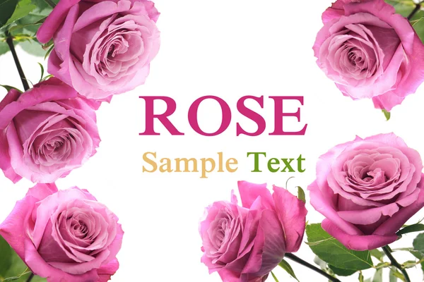 Róża ramka — Zdjęcie stockowe