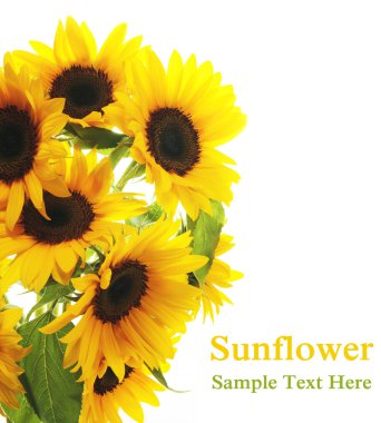 Sunflower clipart