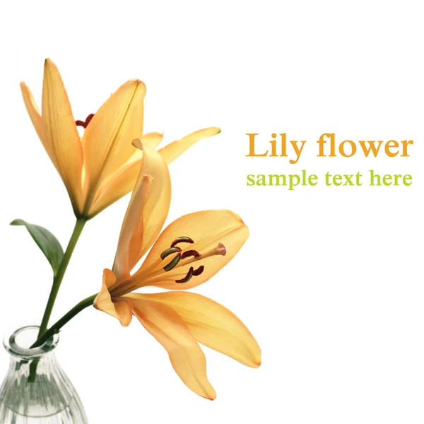 Квітка лілії — стокове фото