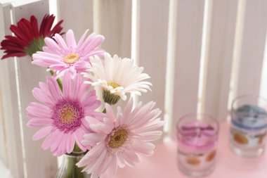 pembe gerbera