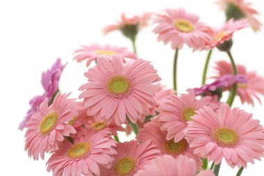 pembe gerbera