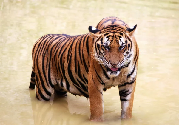 Сердитий тигр — стокове фото
