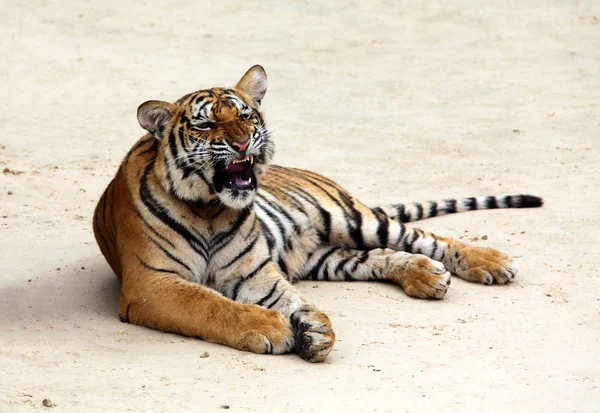 Dühös tigris — Stock Fotó