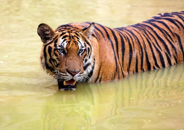 Tygrys w błotnistej wody — Zdjęcie stockowe