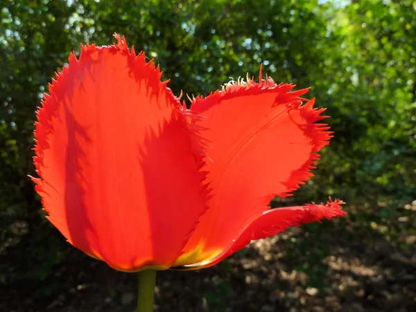 Tulipán rojo Imagen de archivo