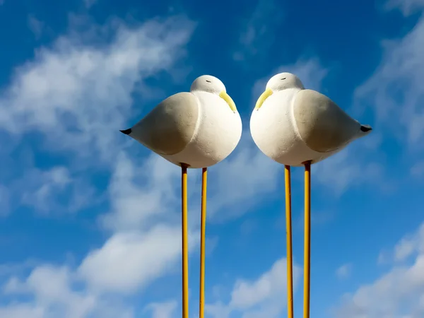 stock image Seagulls