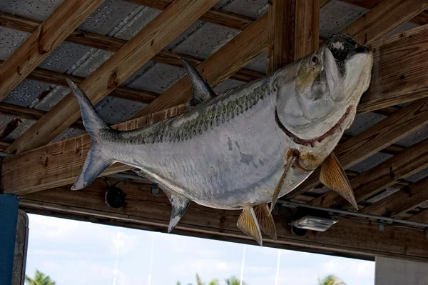 Large fish nailed to rafters — Stock Photo, Image