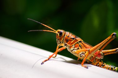 Toxic orange eastern lubber grasshopper clipart