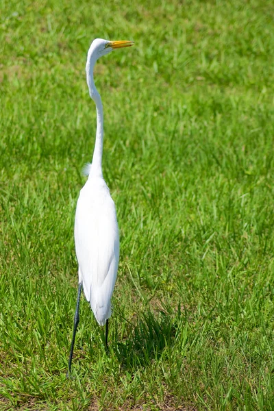 Alert great egret or white heron looking right — Stock Photo, Image