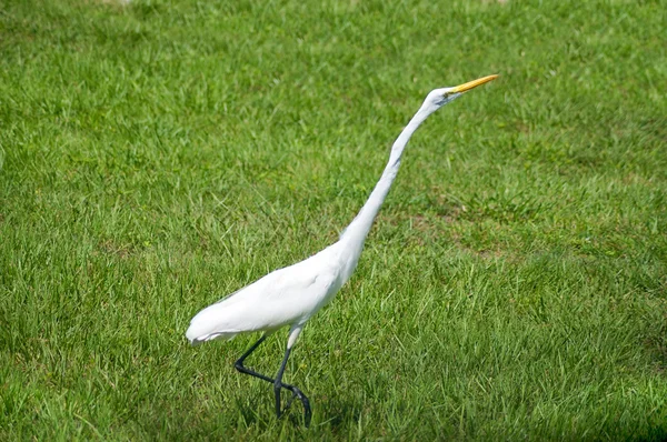 Alert great egret or white heron walking right — Stock Photo, Image