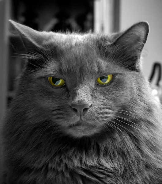 Gato preto e branco irritado com olhos verdes — Fotografia de Stock