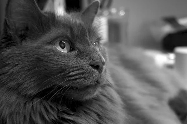 Портрет кота в черно-белом цвете — стоковое фото