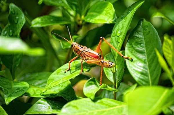 Orange giftiga Styrstreckets gräshoppa på bladen i florida — Stockfoto