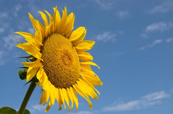 stock image Sunflower with bee closeup