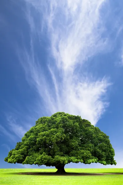 Весна и лето пейзаж со старым деревом на холме и облака — стоковое фото