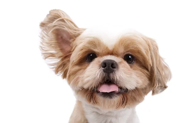 Adorável pouco cão ouvir e levantar orelha e isolado no fundo branco . — Fotografia de Stock