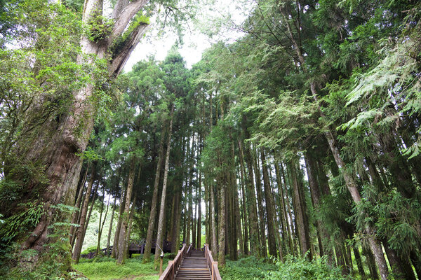 The forest of Alishan mauntian in taiwan