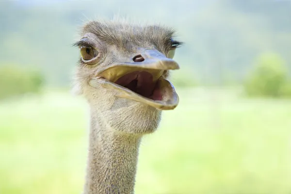 Close up of ostrich — Stock Photo, Image