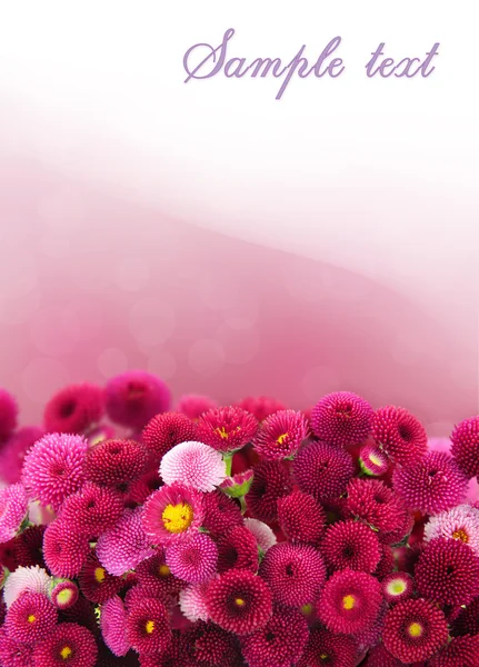 Margarita rosa — Foto de Stock