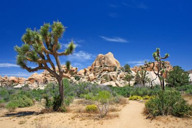 Joshua tree clipart