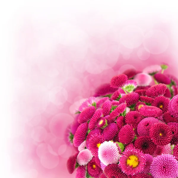 Margherita rosa — Foto Stock