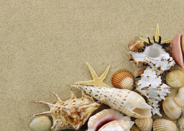 Collection of seashells — Stock Photo, Image