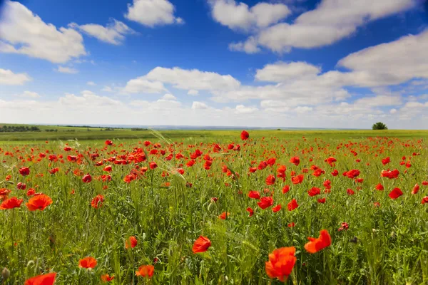 Mak kwiaty przed niebieski niebo / lato łąka — Zdjęcie stockowe