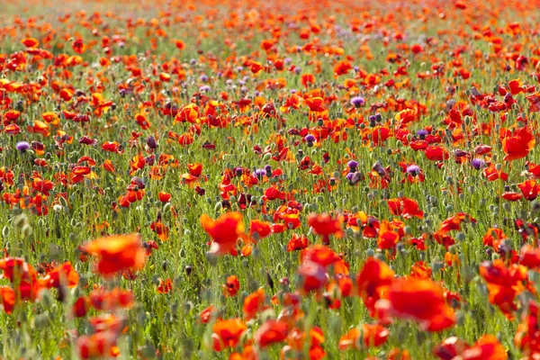 Summer Meadow / Poppy Field / nature background or wallpaper — Stock Photo, Image