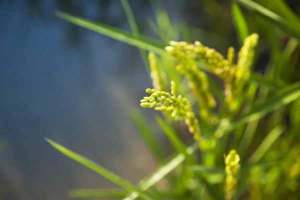 Reis- / Reisfeld bei Sonnenschein / weiche selektive Fokussierung auf das Feld — Stockfoto