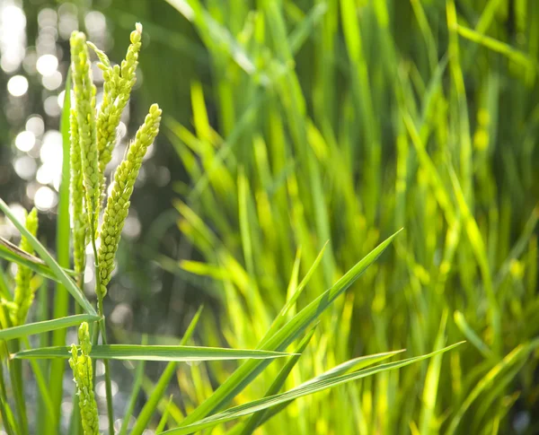 Arroz / campo de arroz en sol / enfoque selectivo suave en el fo — Foto de Stock