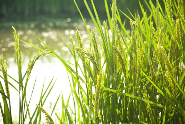 Rice / paddy field in sunshine / soft selective focus on the fo — Stock Photo, Image
